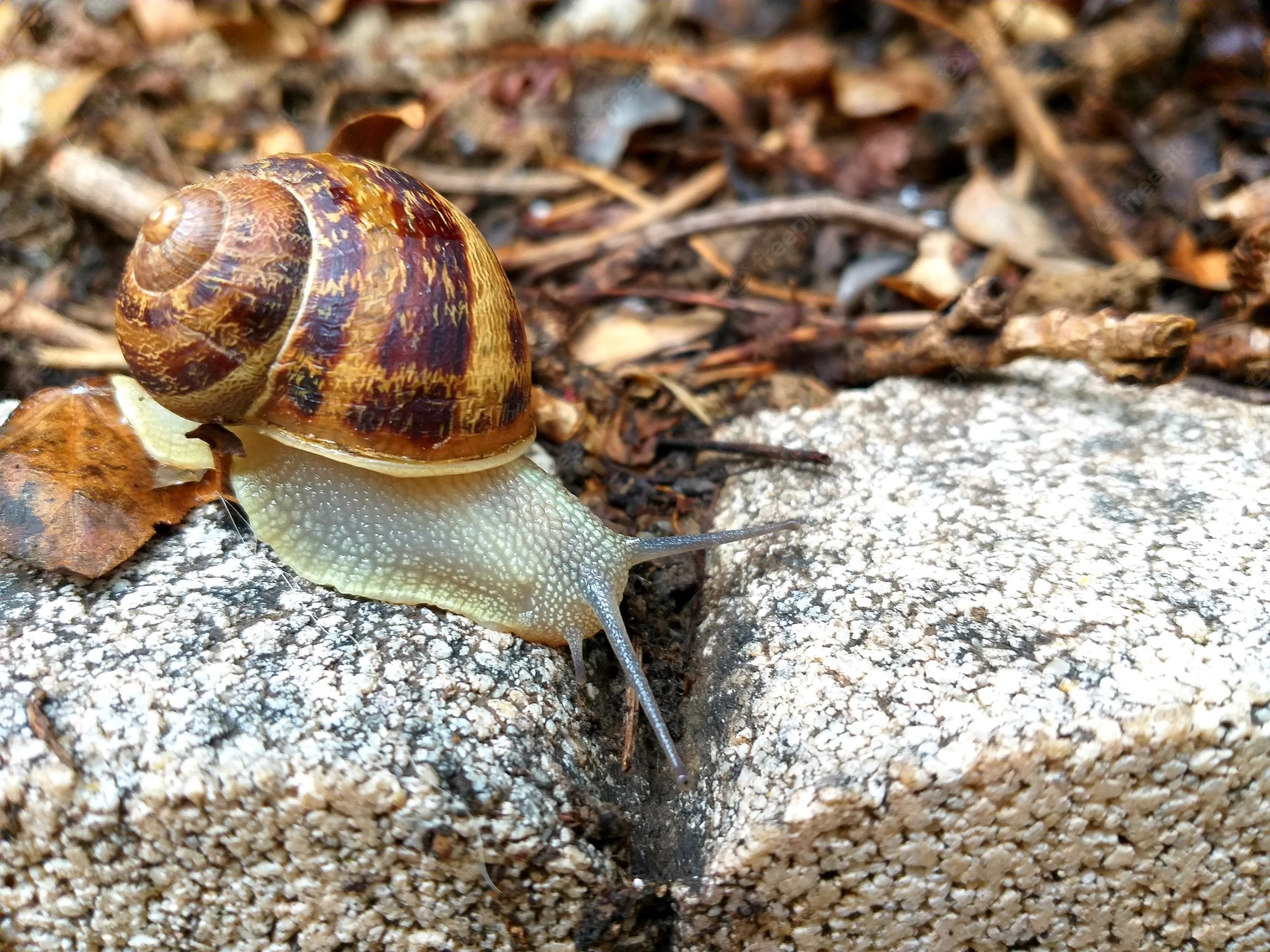 Garden Snail Wallpapers