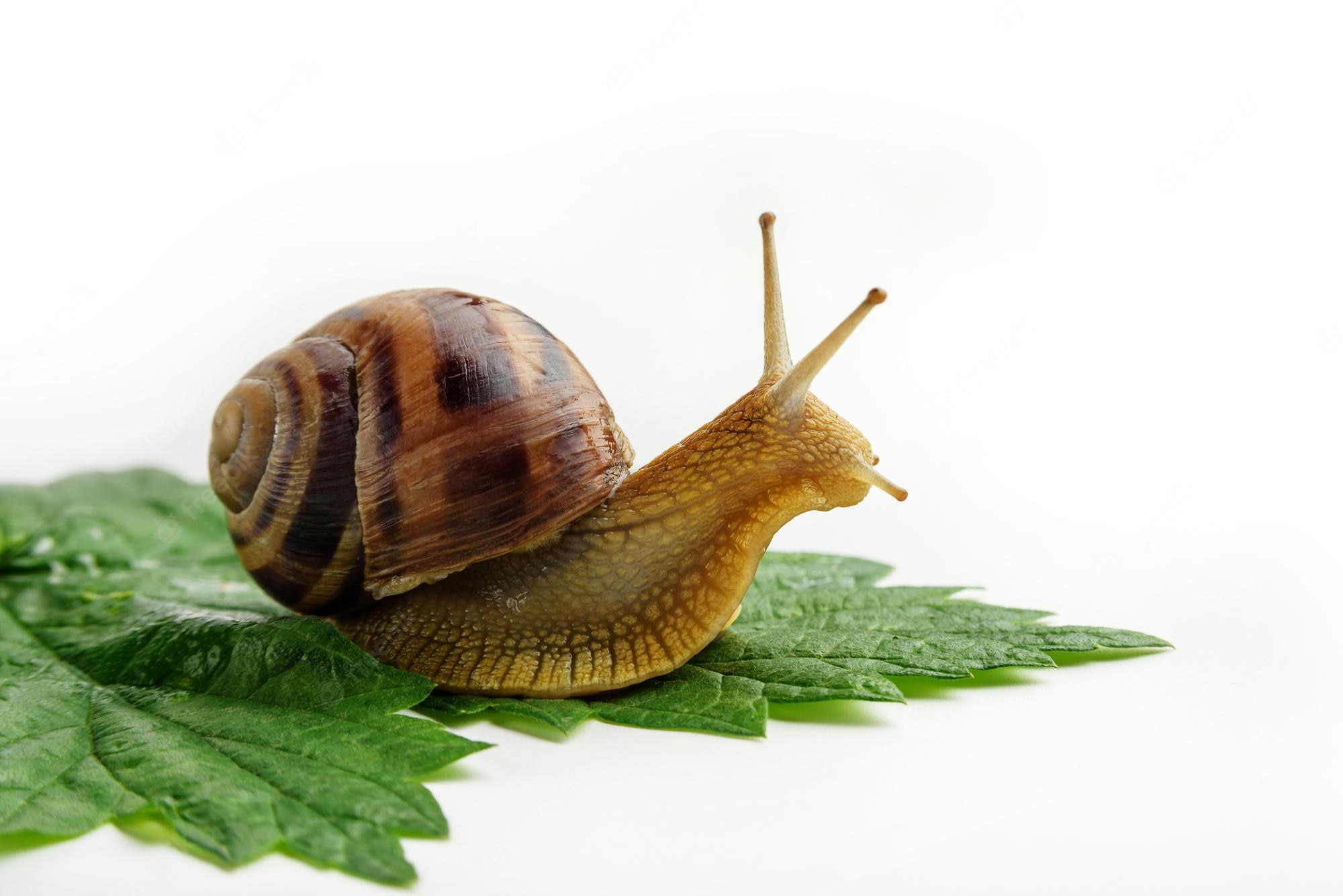 Garden Snail Wallpapers