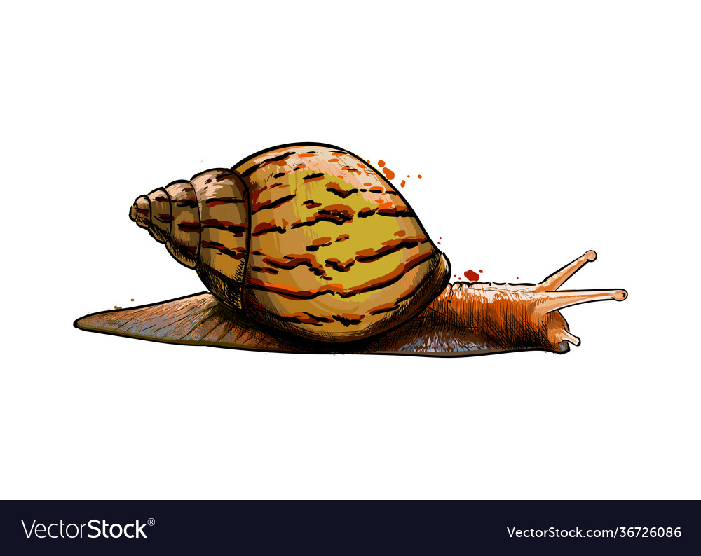 Garden Snail Wallpapers