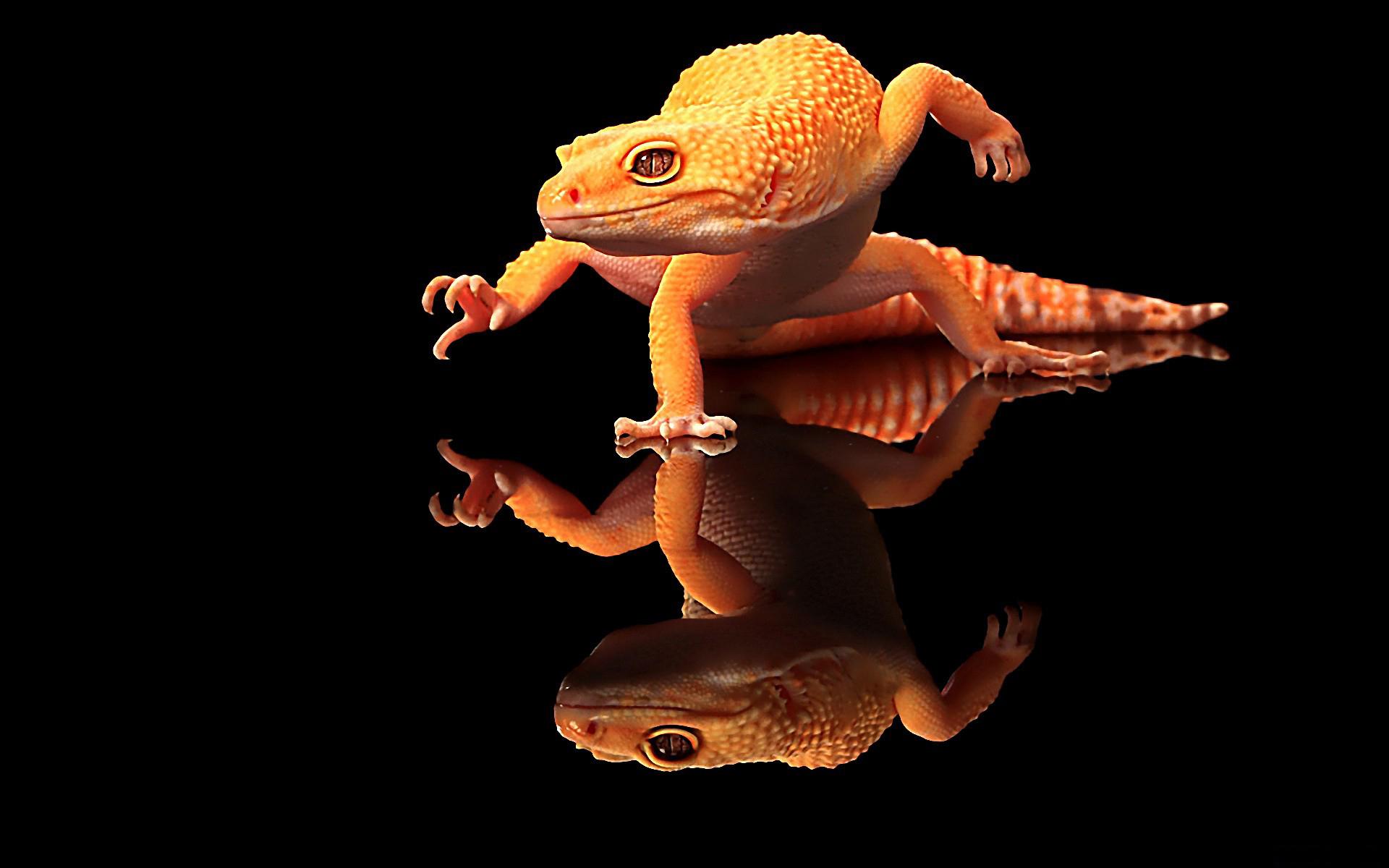 Gecko Wallpapers