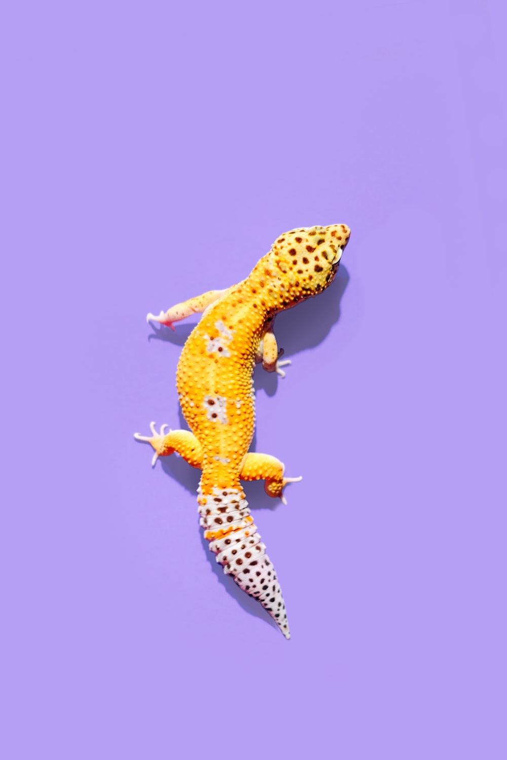 Gecko Wallpapers