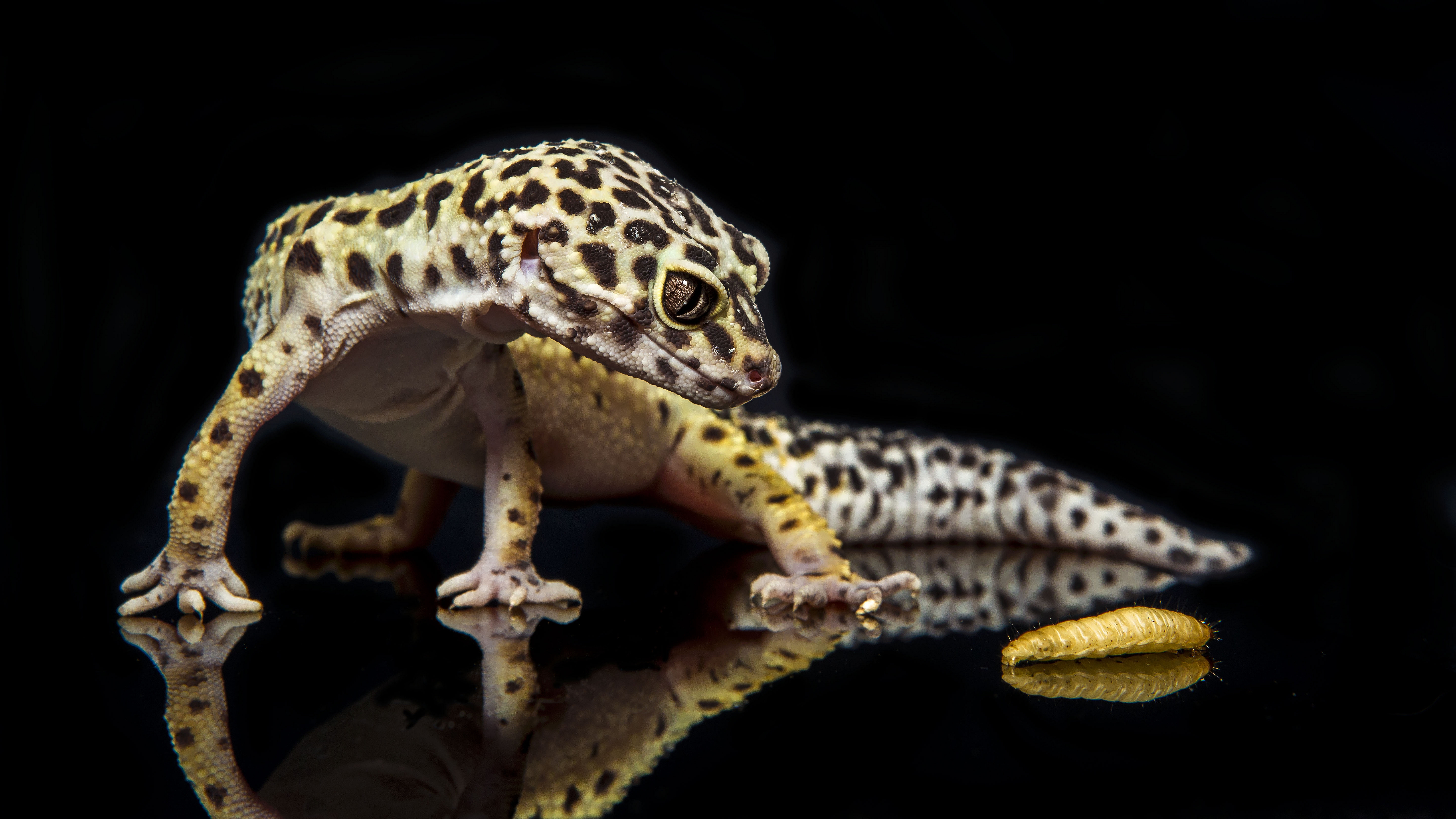 Gecko Wallpapers