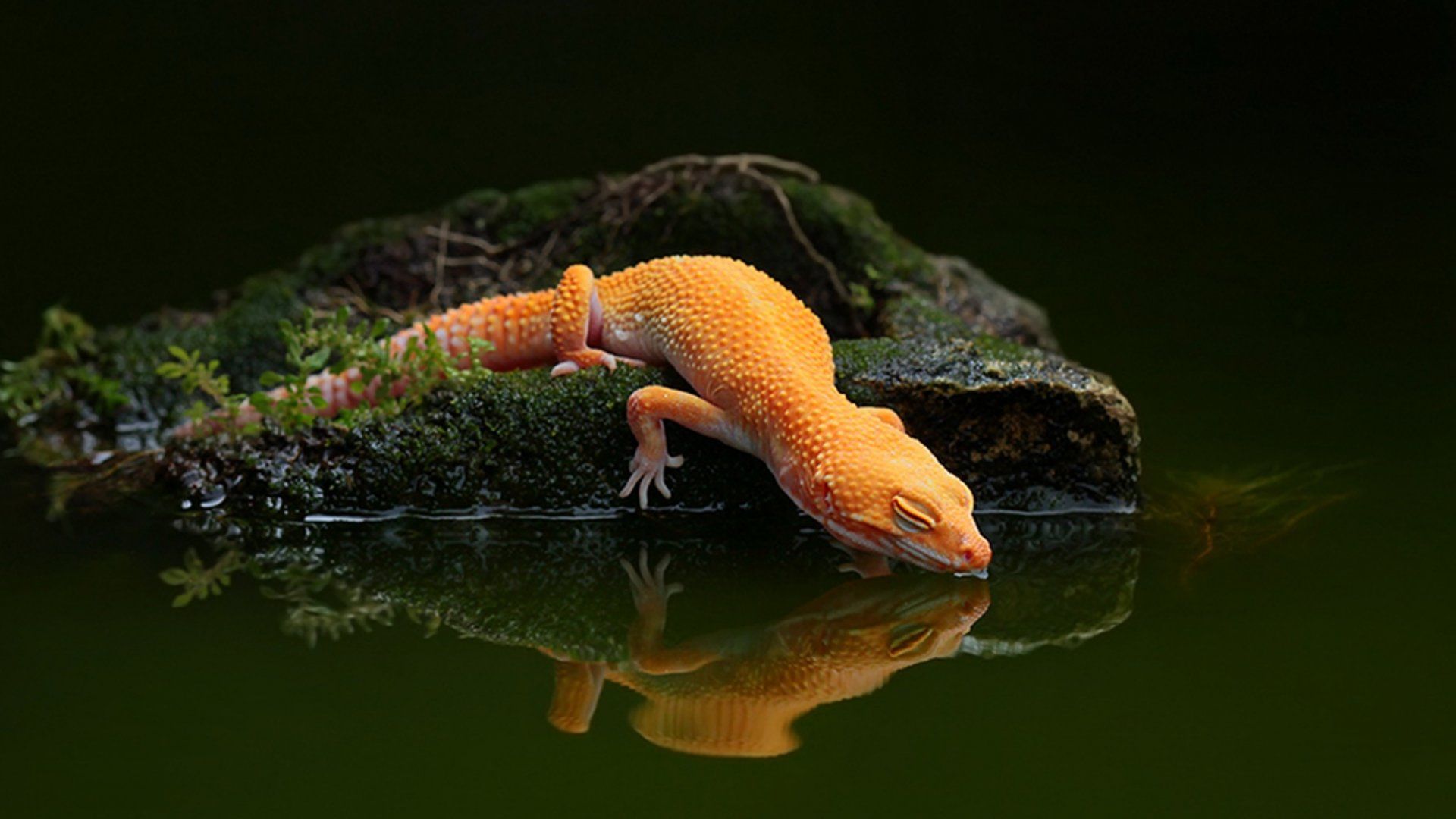 Gecko Wallpapers