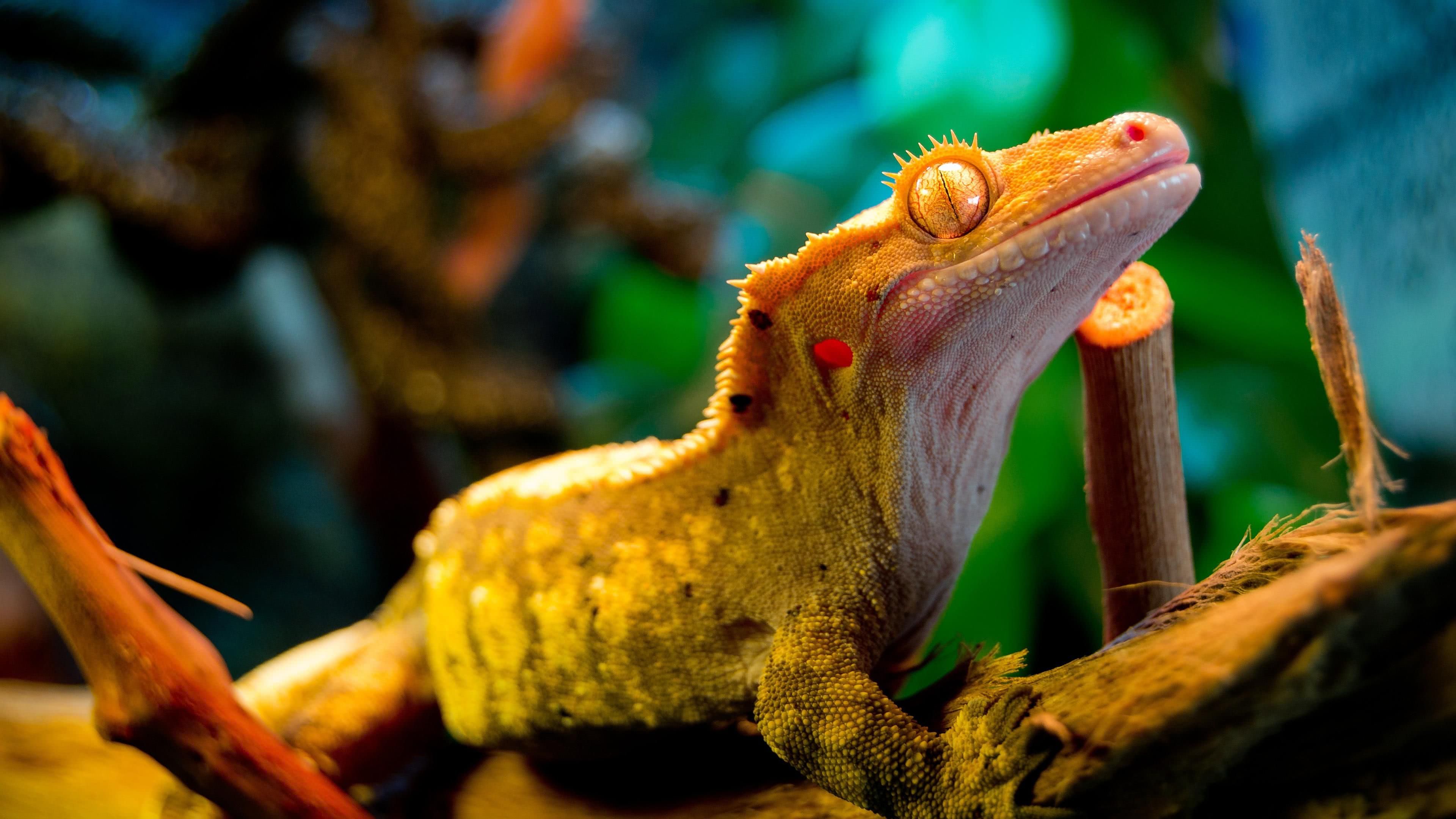 Gecko Wallpapers