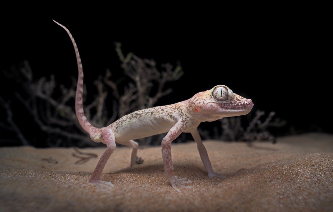 Gecko Wallpapers