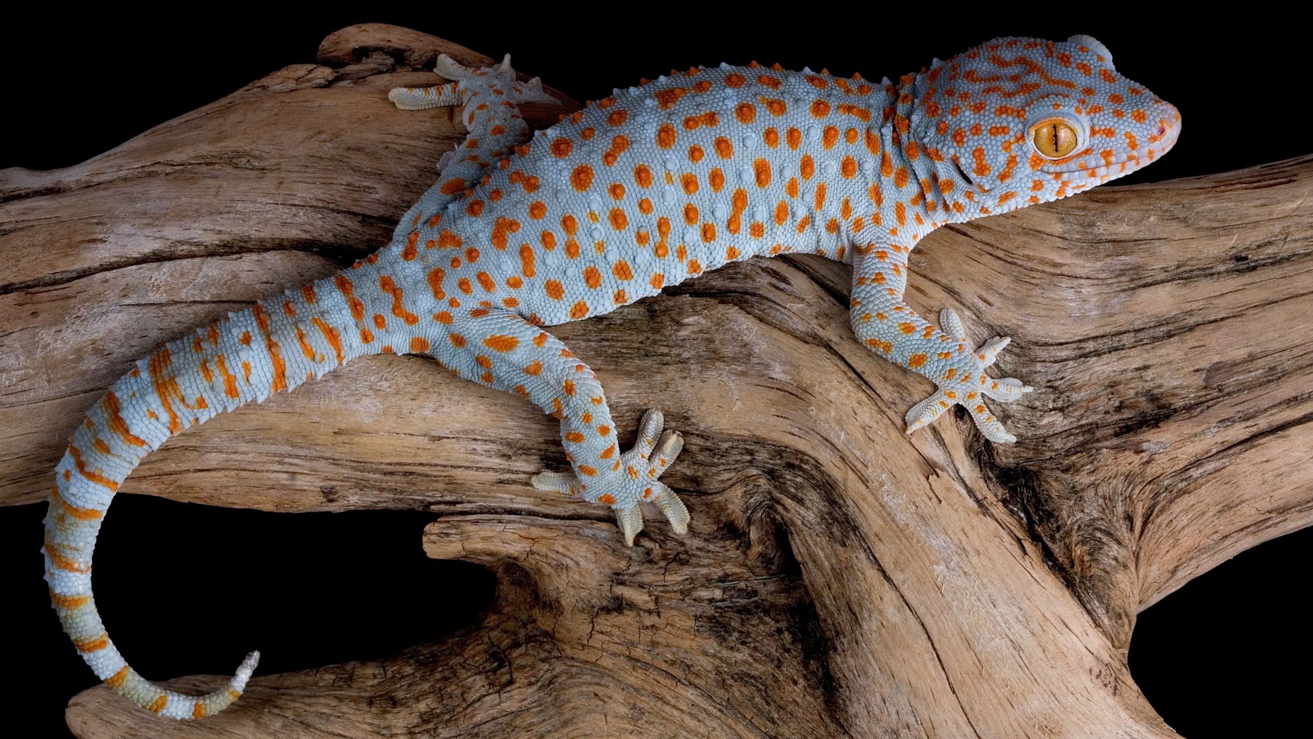 Gecko Wallpapers