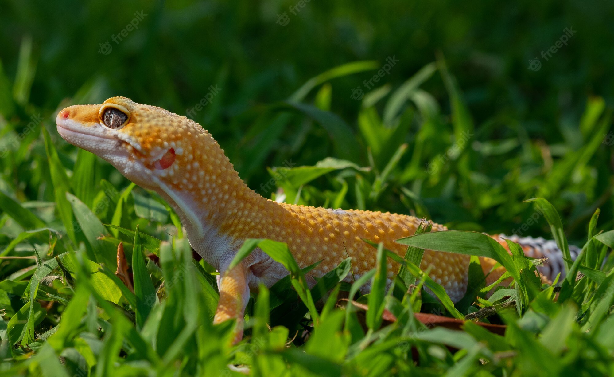 Gecko Wallpapers