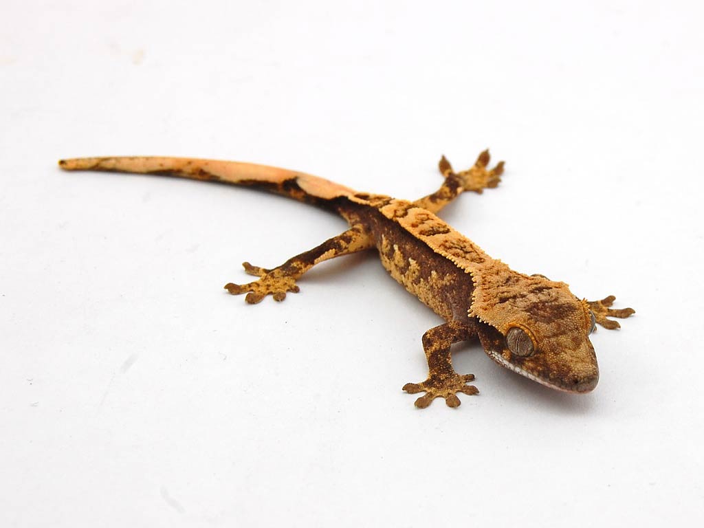 Gecko Wallpapers