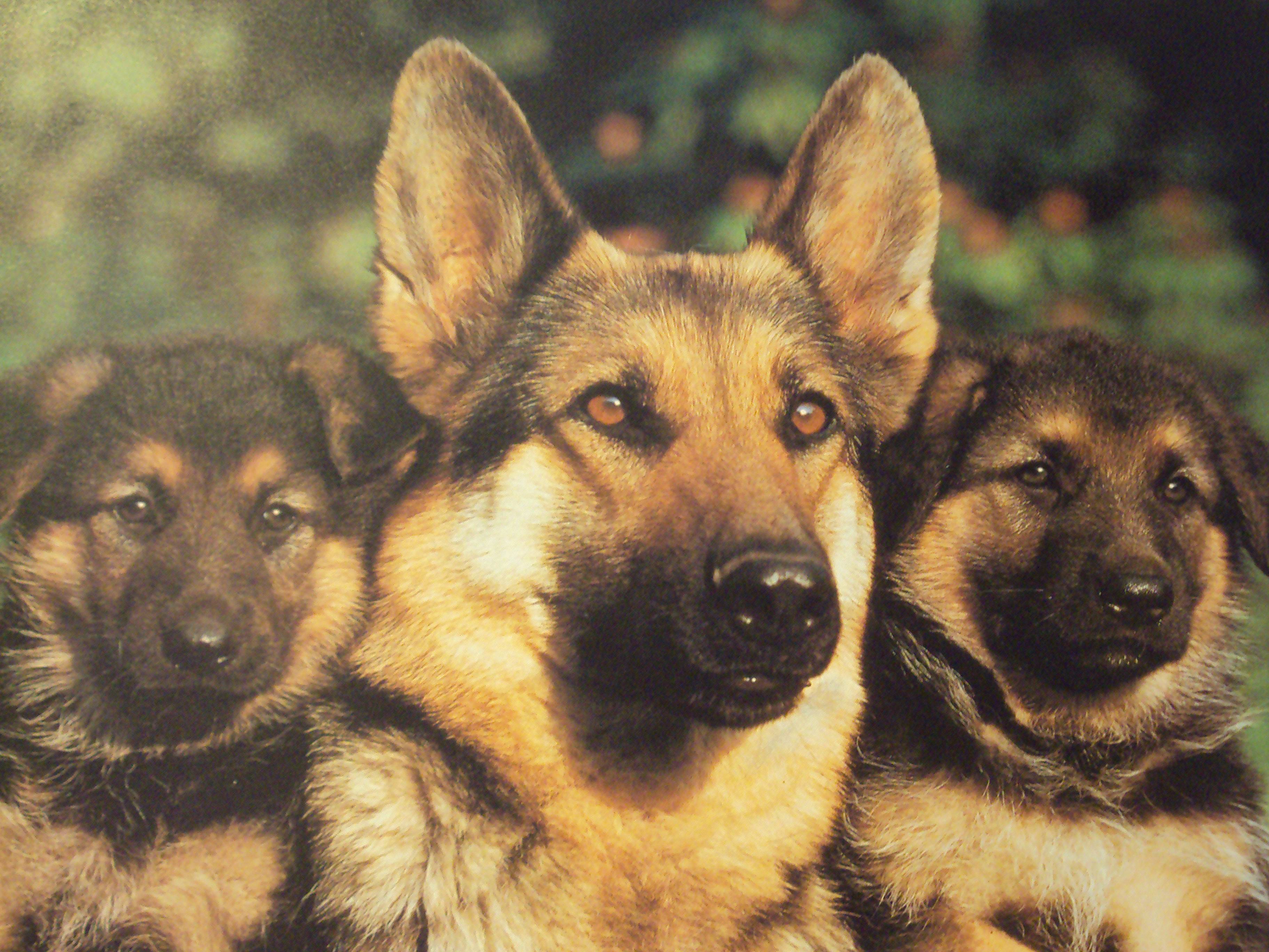 German Shepherd Wallpapers