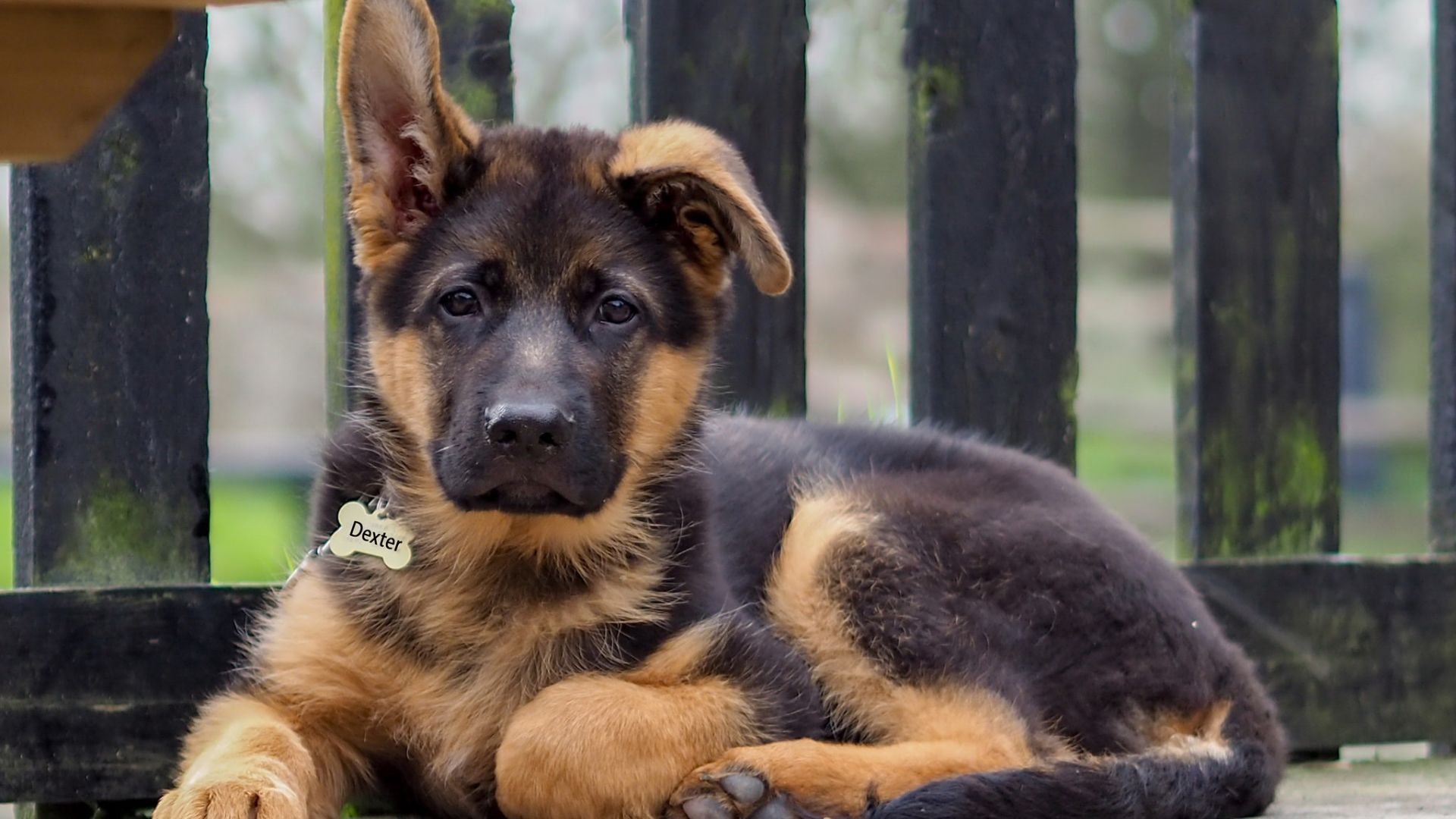 German Shepherd Wallpapers