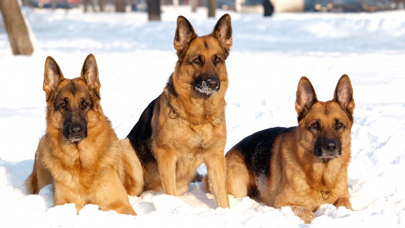 German Shepherd Wallpapers