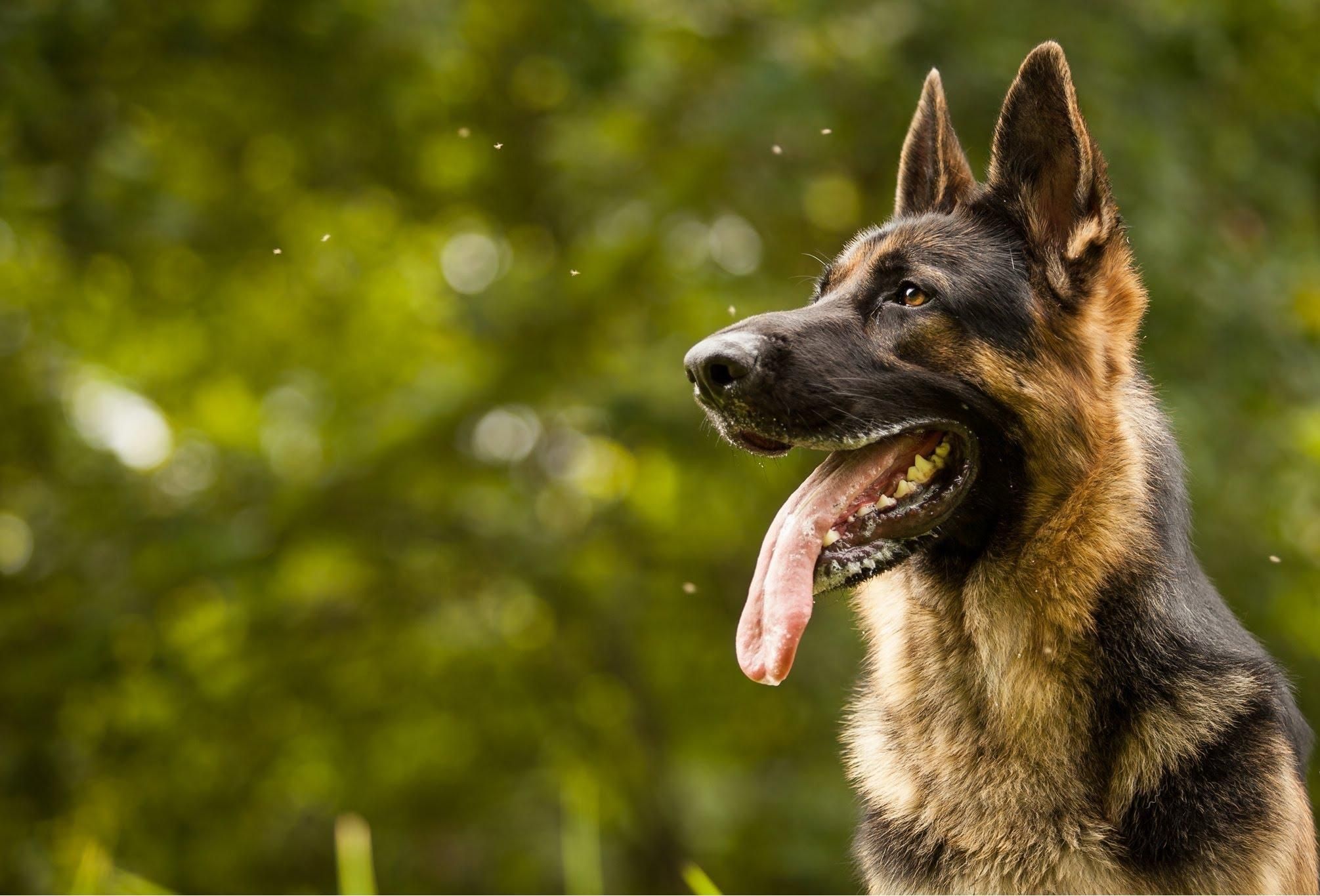 German Shepherd Wallpapers