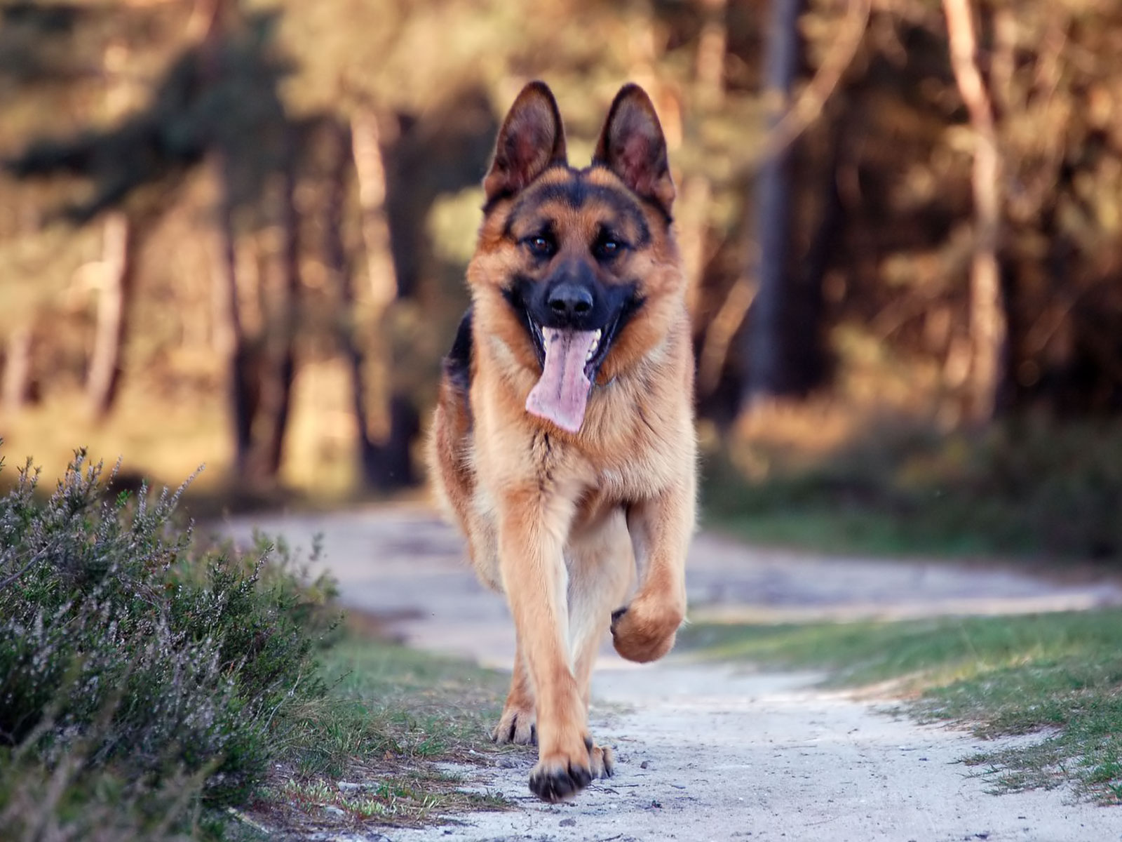 German Shepherd Wallpapers