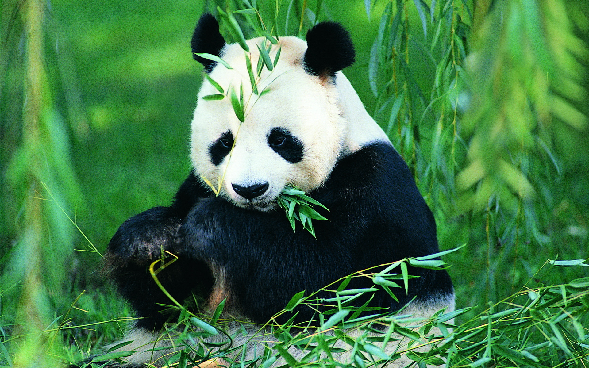 Giant Pandas Wallpapers