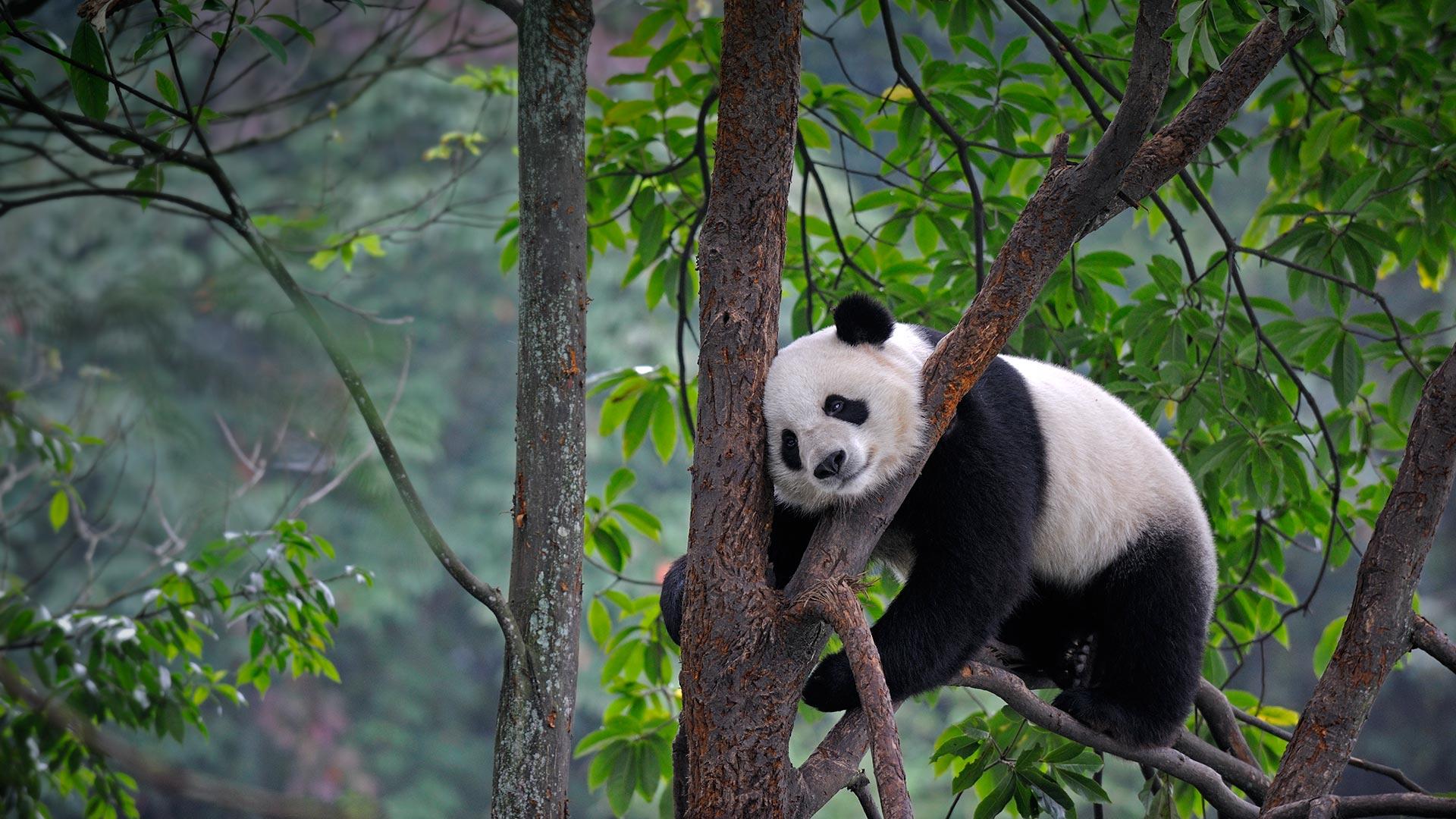 Giant Pandas Wallpapers