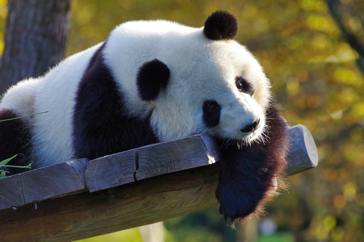 Giant Pandas Wallpapers