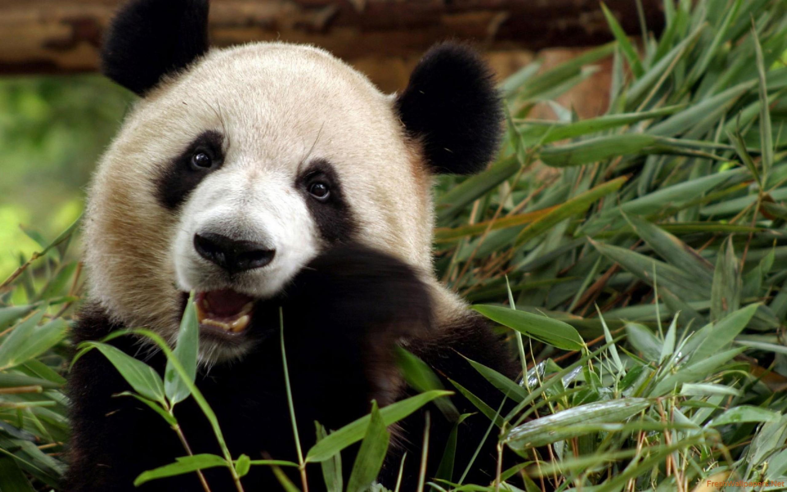 Giant Pandas Wallpapers