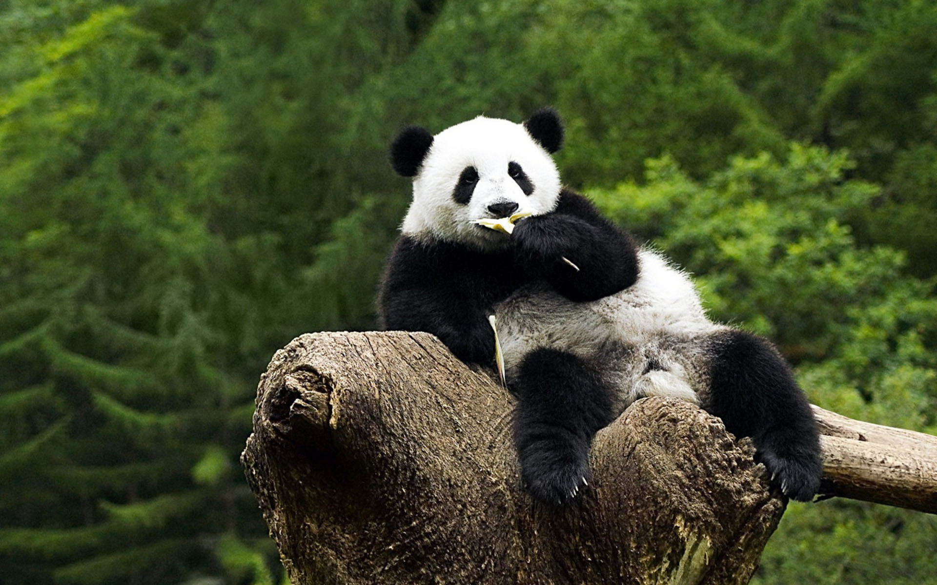 Giant Pandas Wallpapers