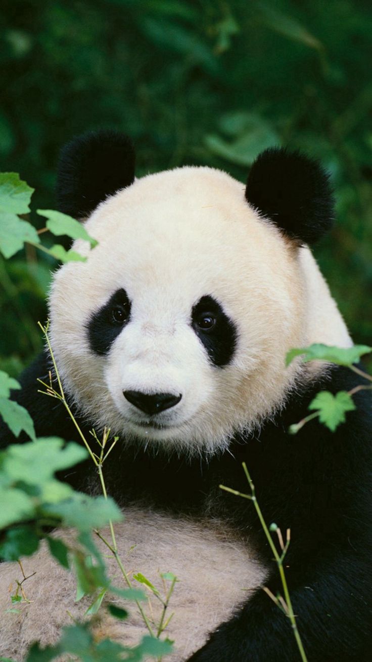 Giant Pandas Wallpapers