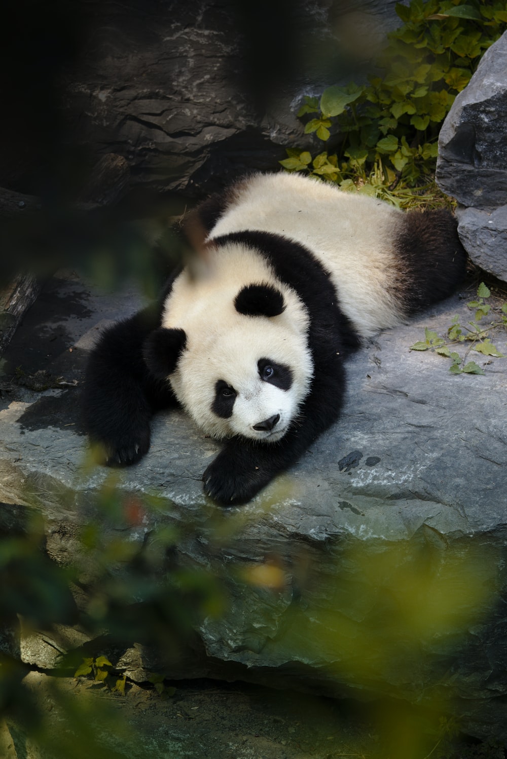 Giant Pandas Wallpapers