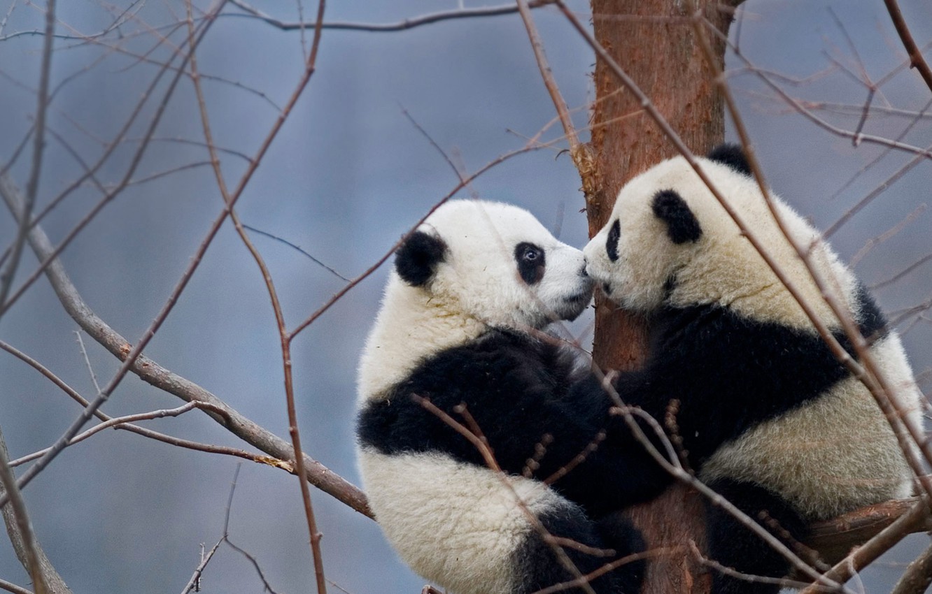 Giant Pandas Wallpapers