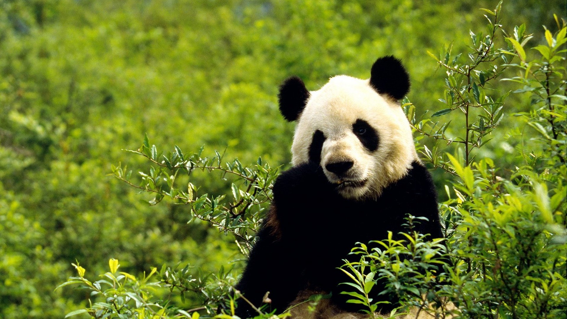 Giant Pandas Wallpapers