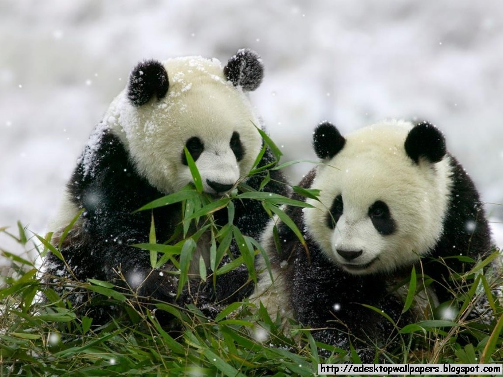 Giant Pandas Wallpapers