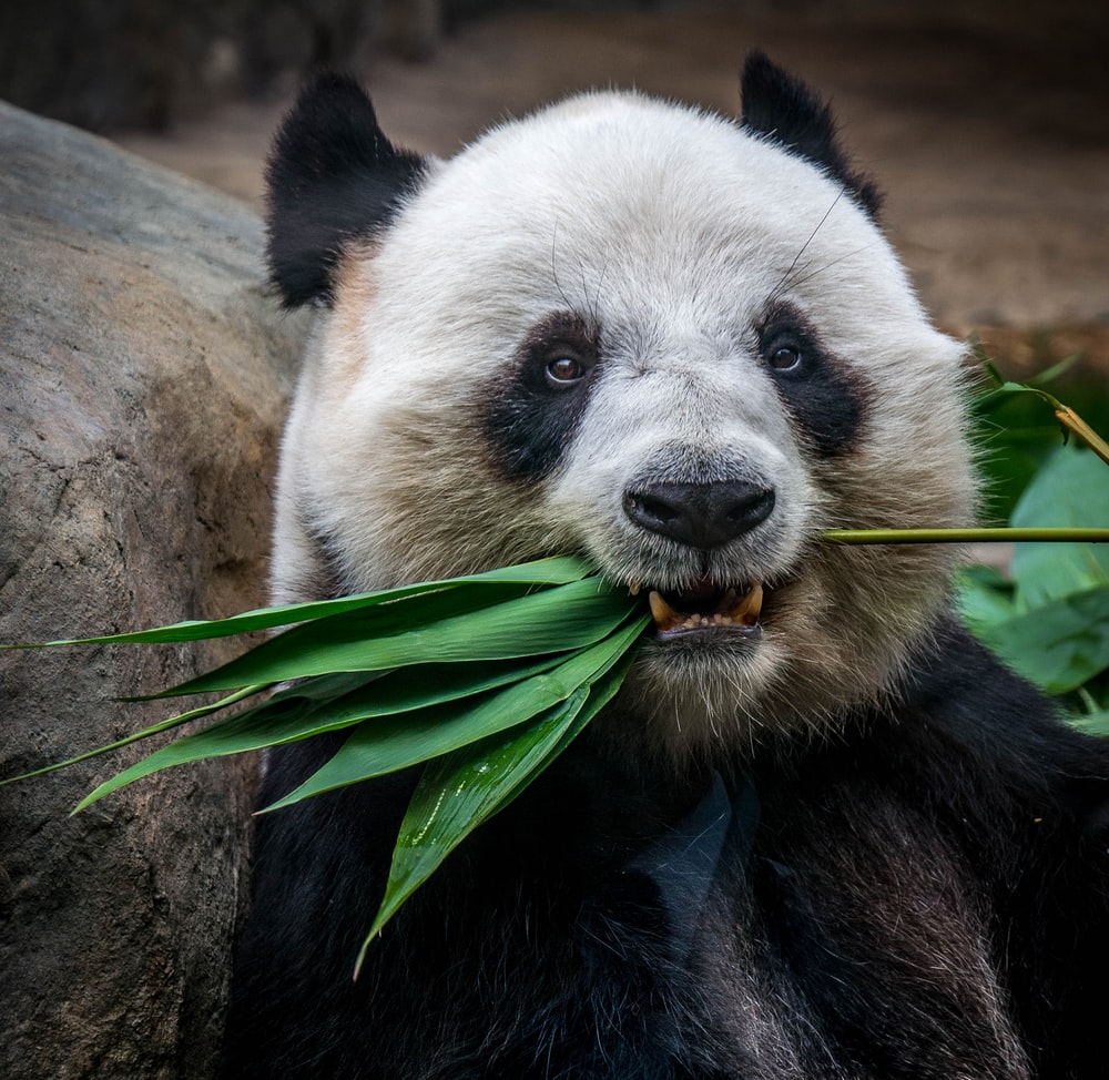 Giant Pandas Wallpapers