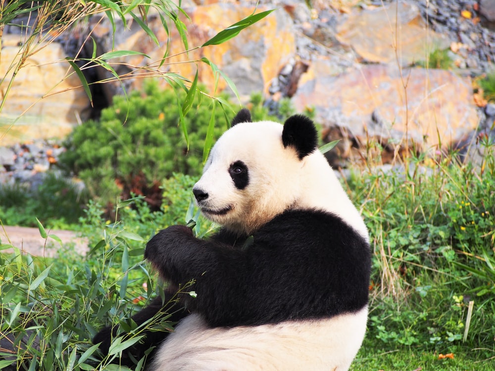 Giant Pandas Wallpapers