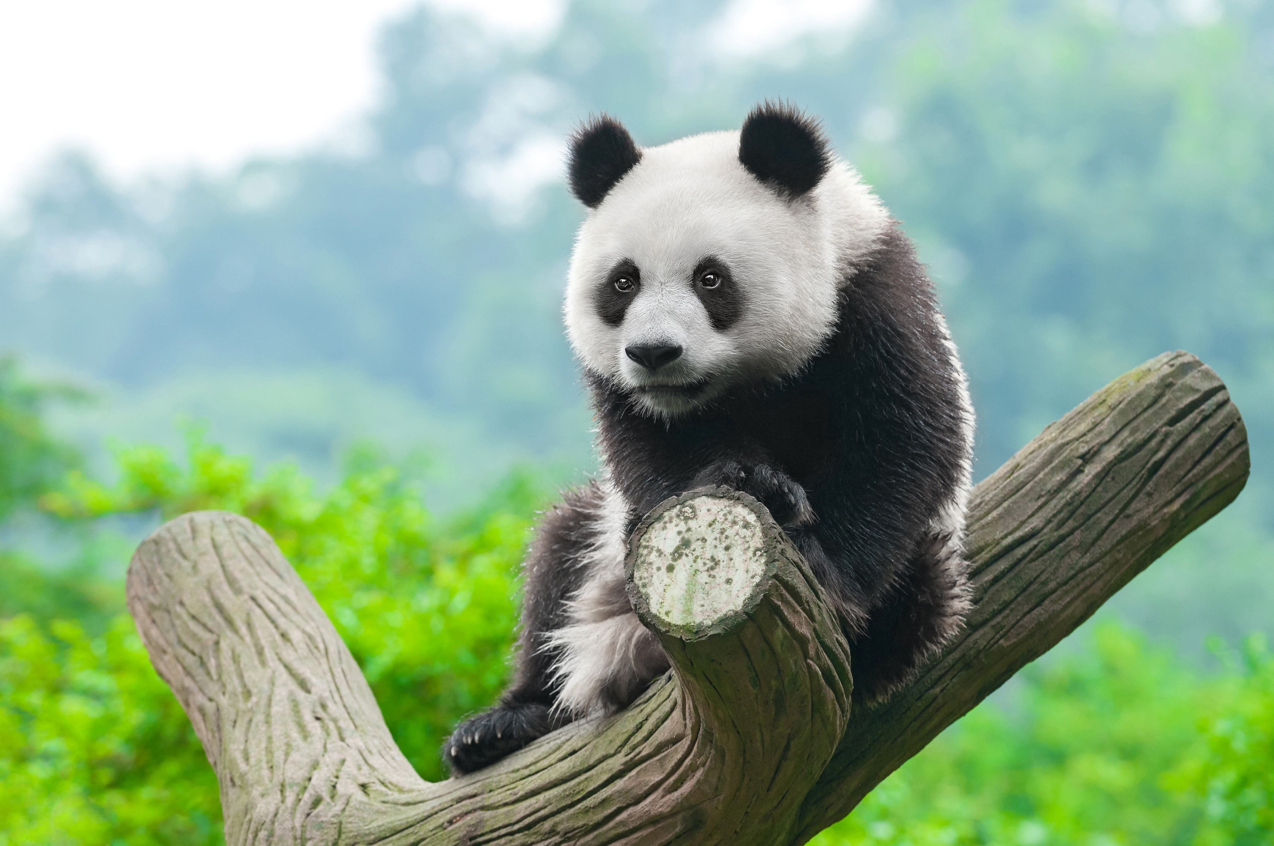 Giant Pandas Wallpapers