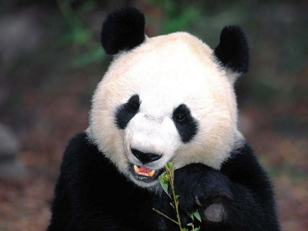 Giant Pandas Wallpapers