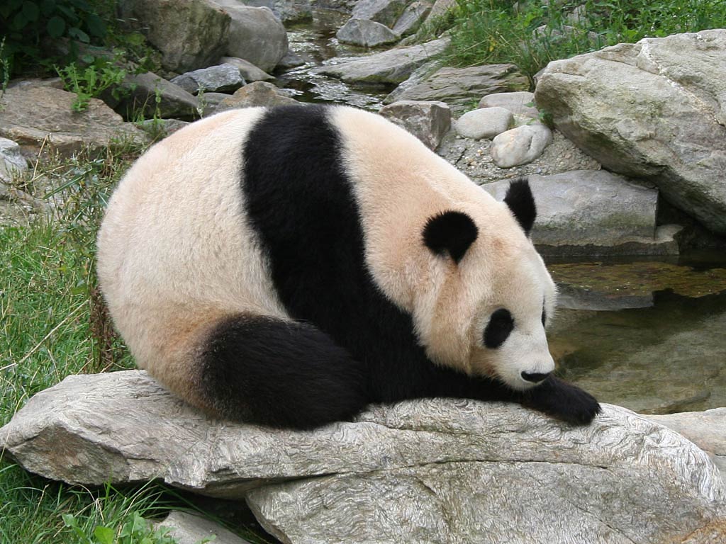 Giant Pandas Wallpapers