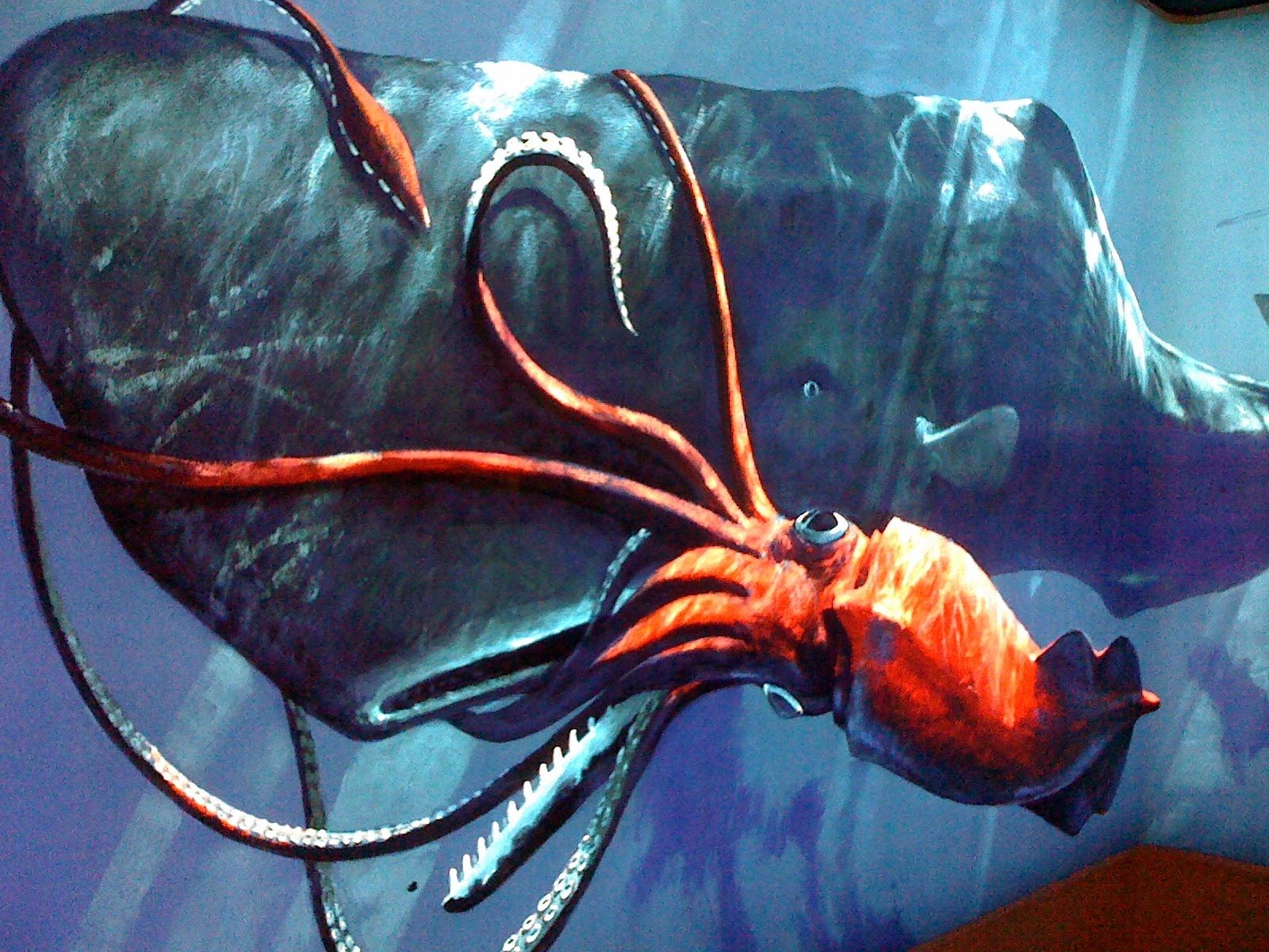 Giant Squid Wallpapers