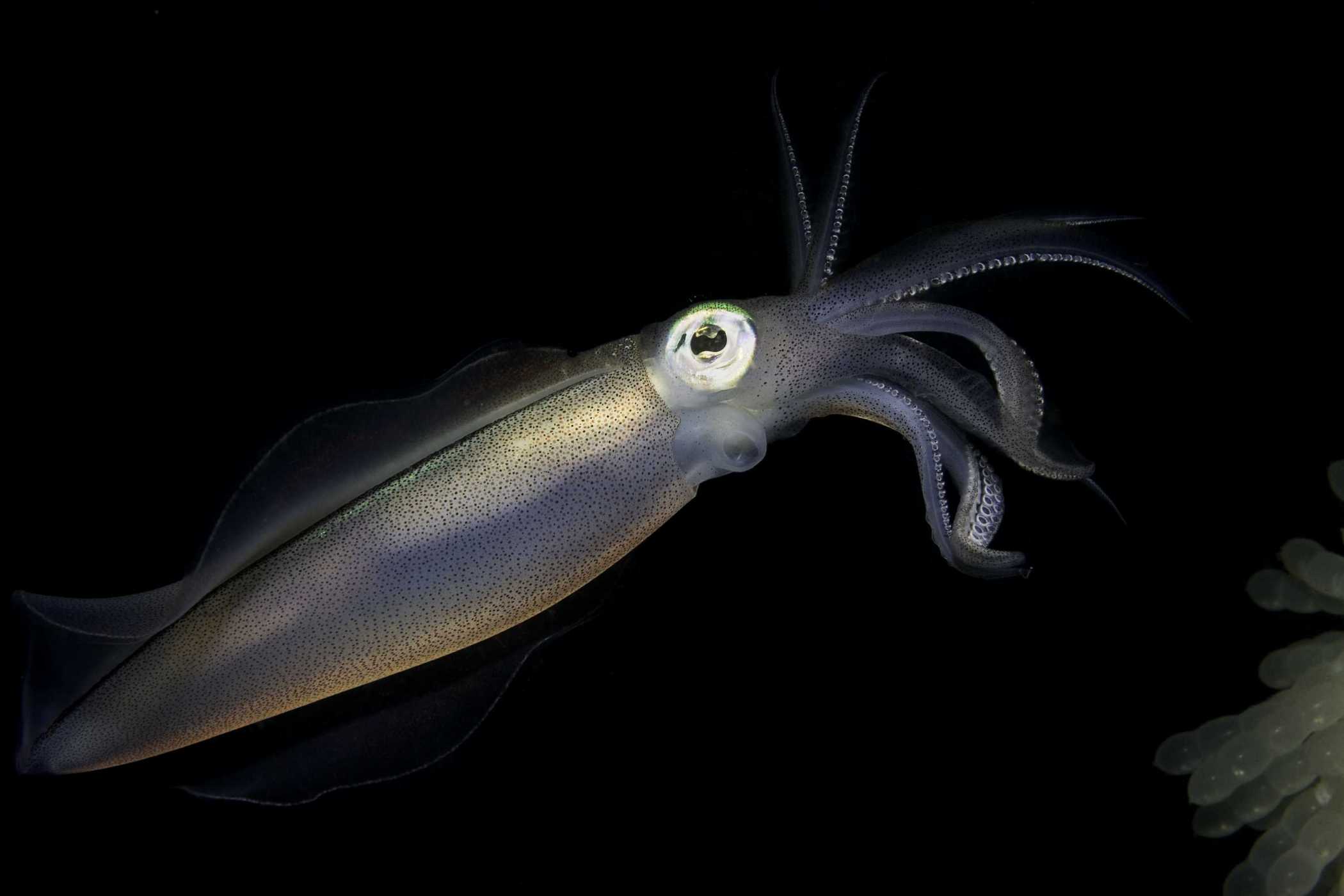 Giant Squid Wallpapers