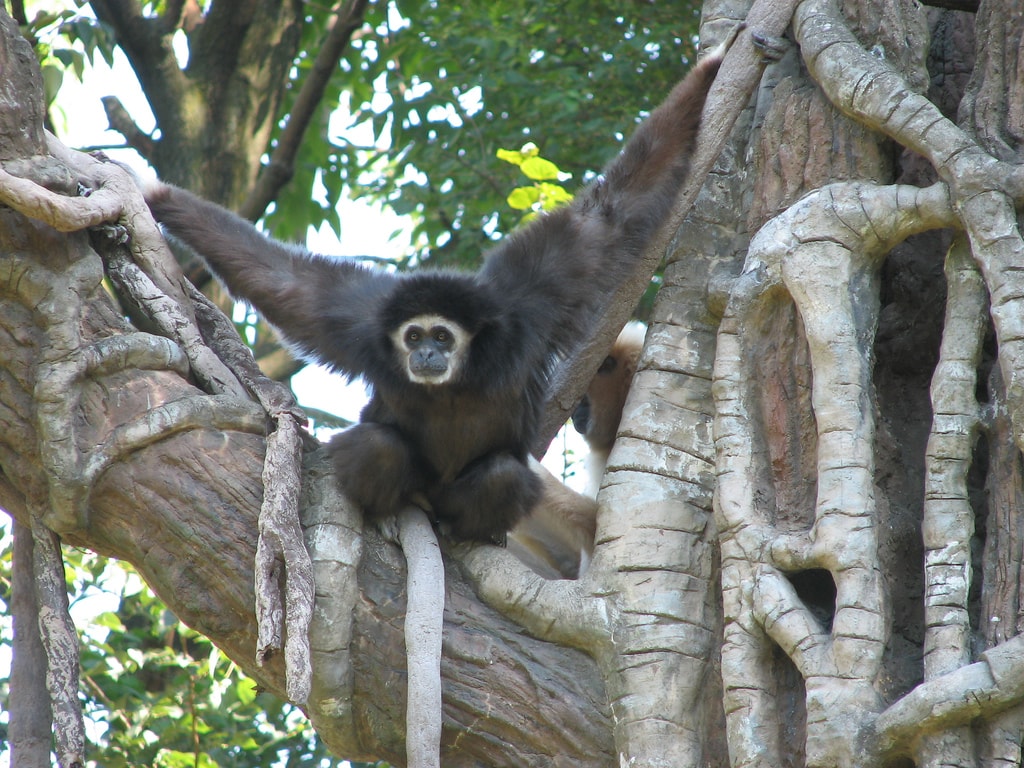 Gibbon Wallpapers