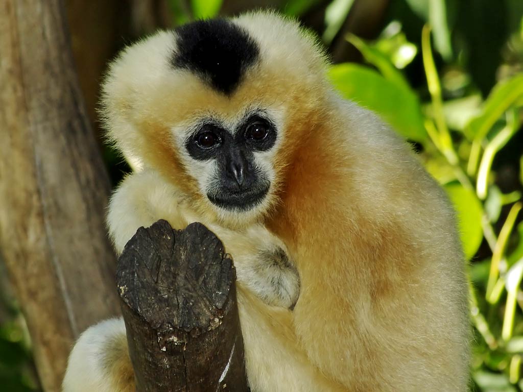 Gibbon Wallpapers