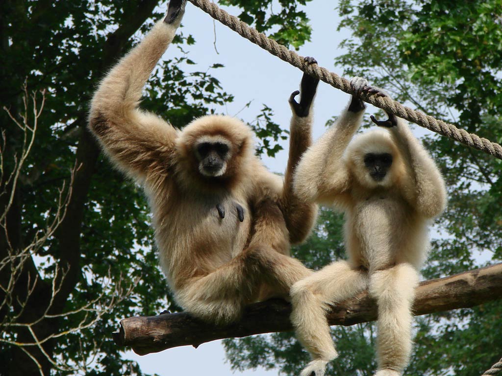 Gibbon Wallpapers