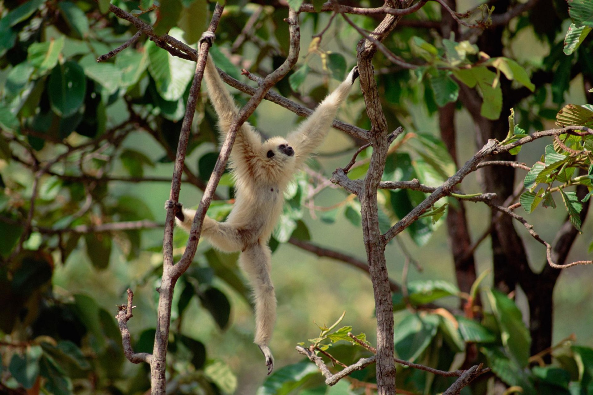 Gibbon Wallpapers