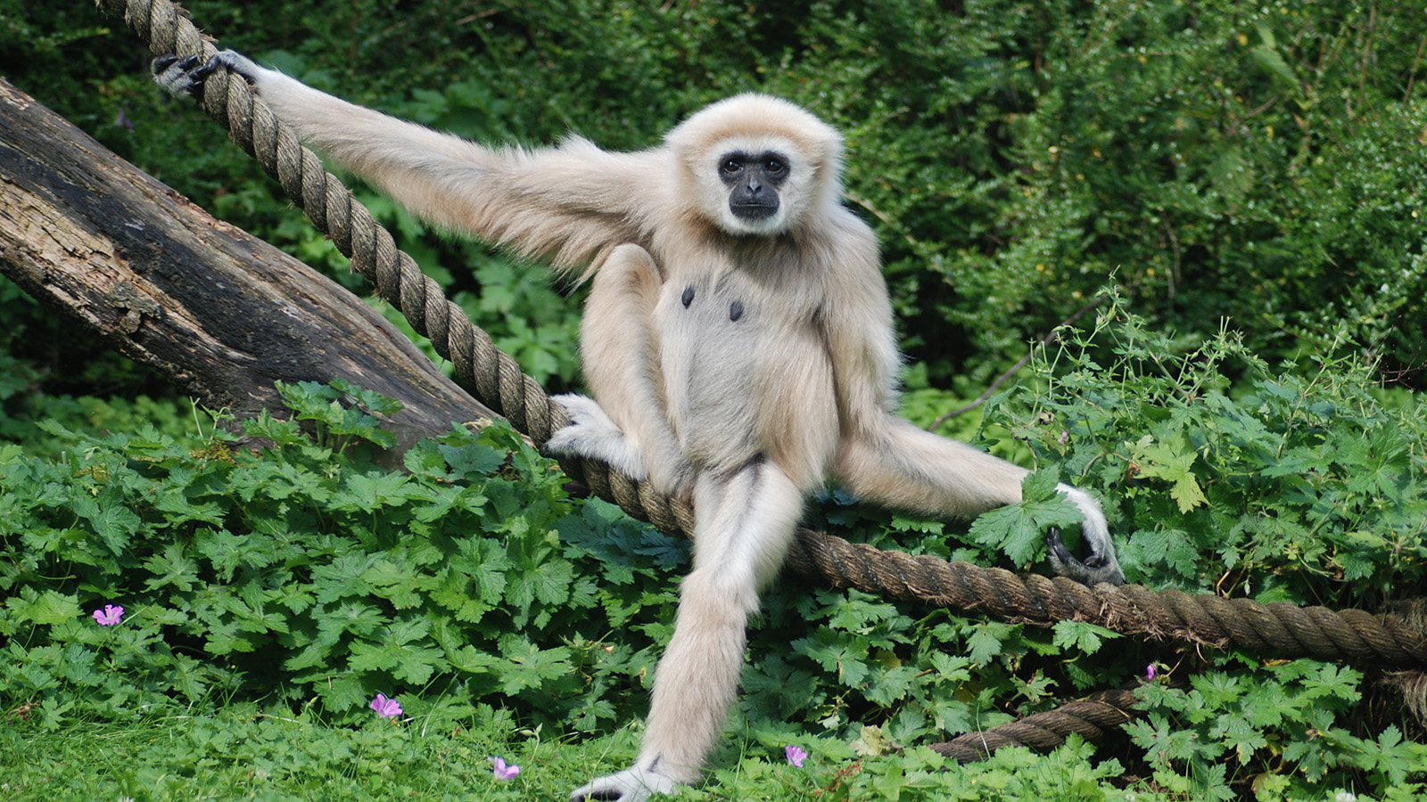 Gibbon Wallpapers