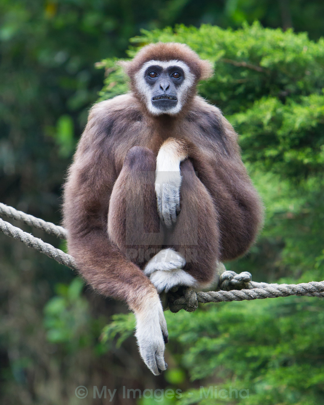 Gibbon Wallpapers