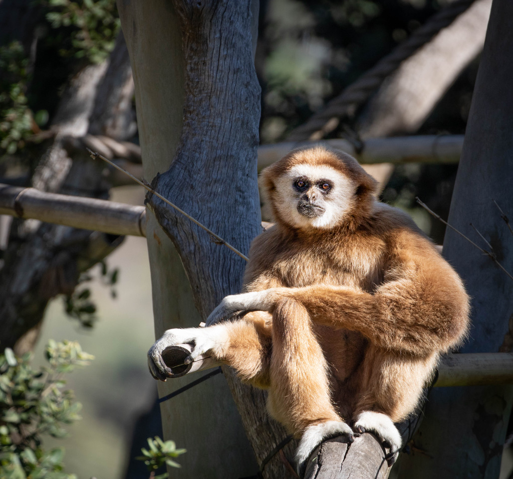 Gibbon Wallpapers