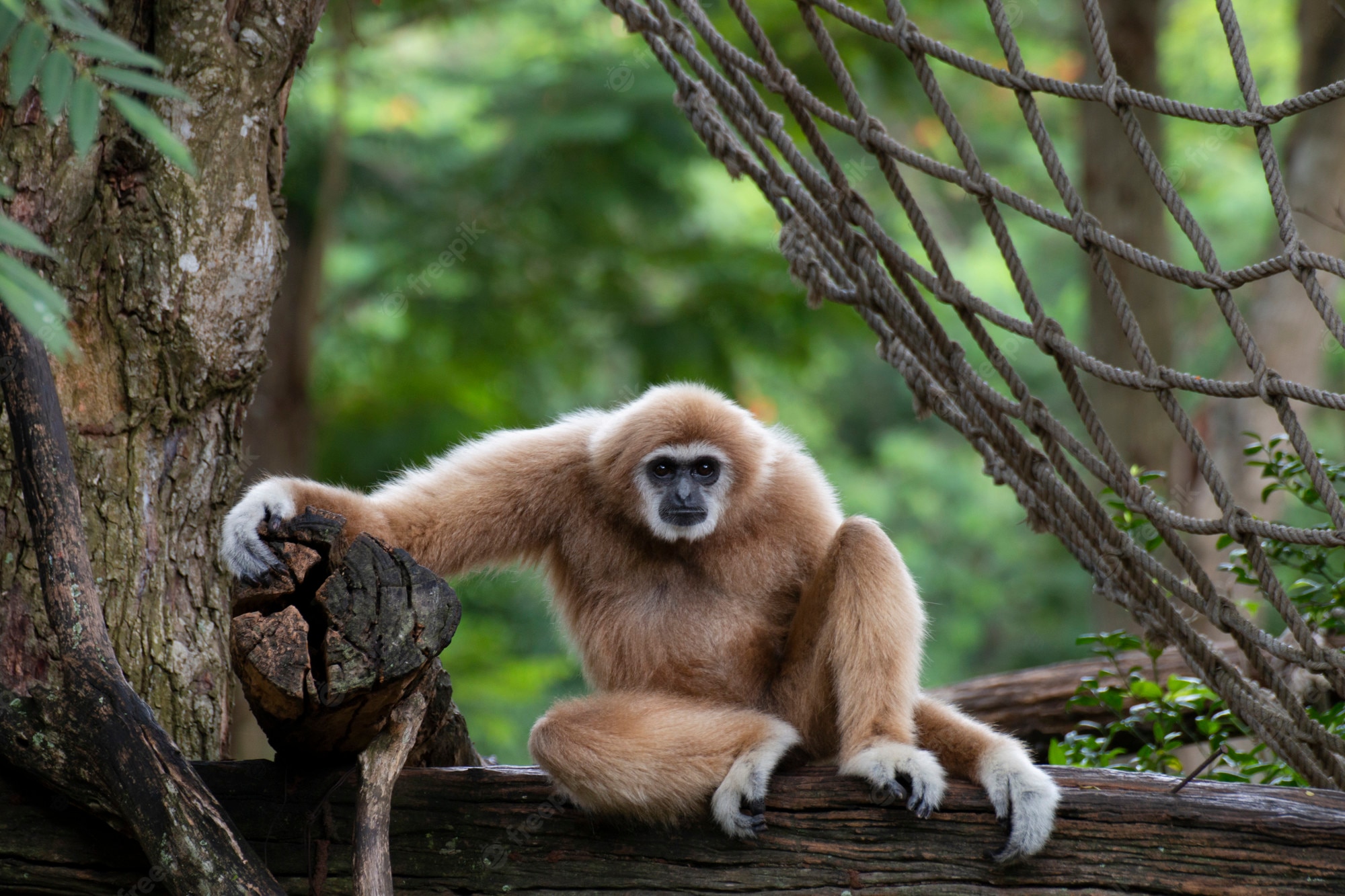 Gibbon Wallpapers