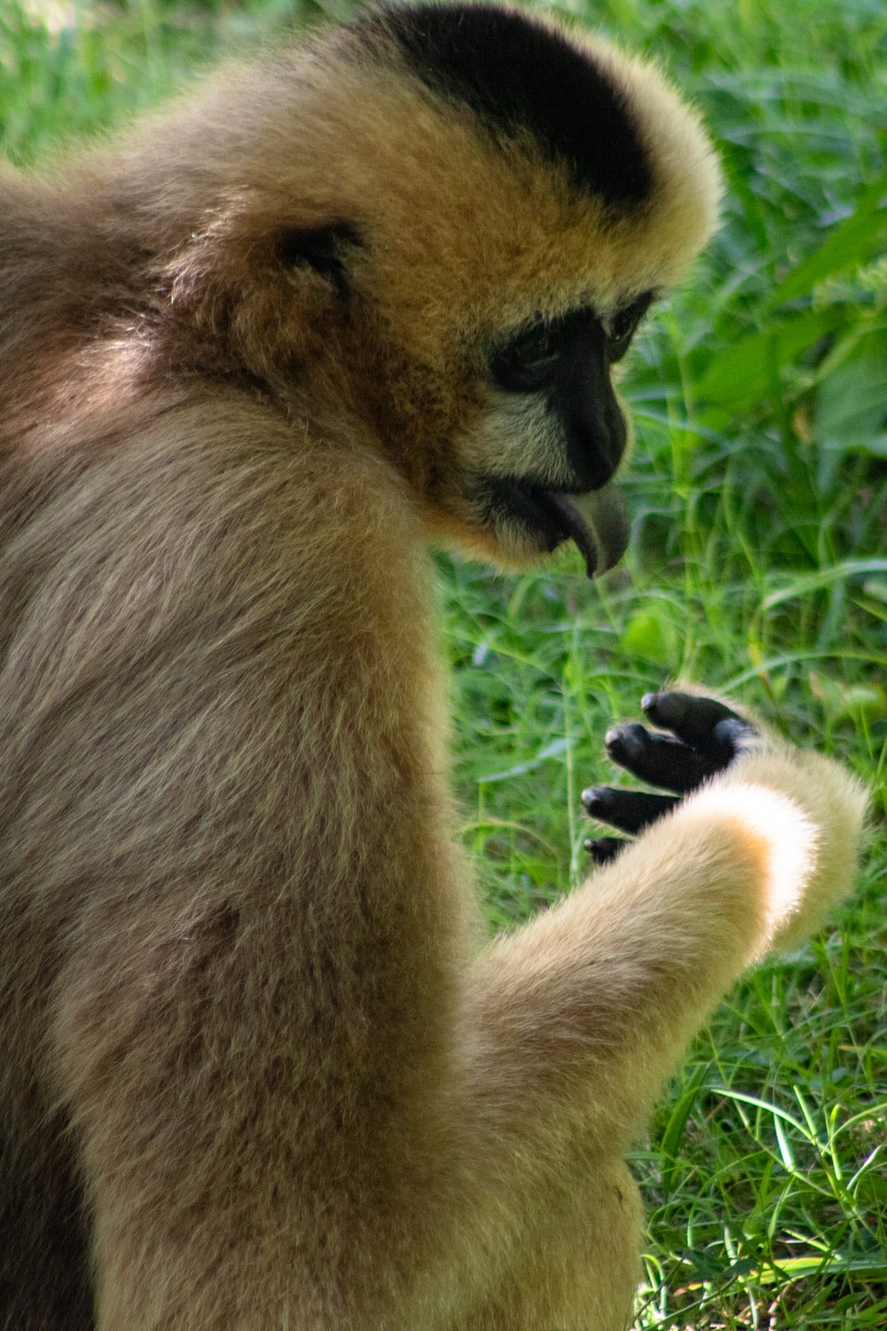 Gibbon Wallpapers