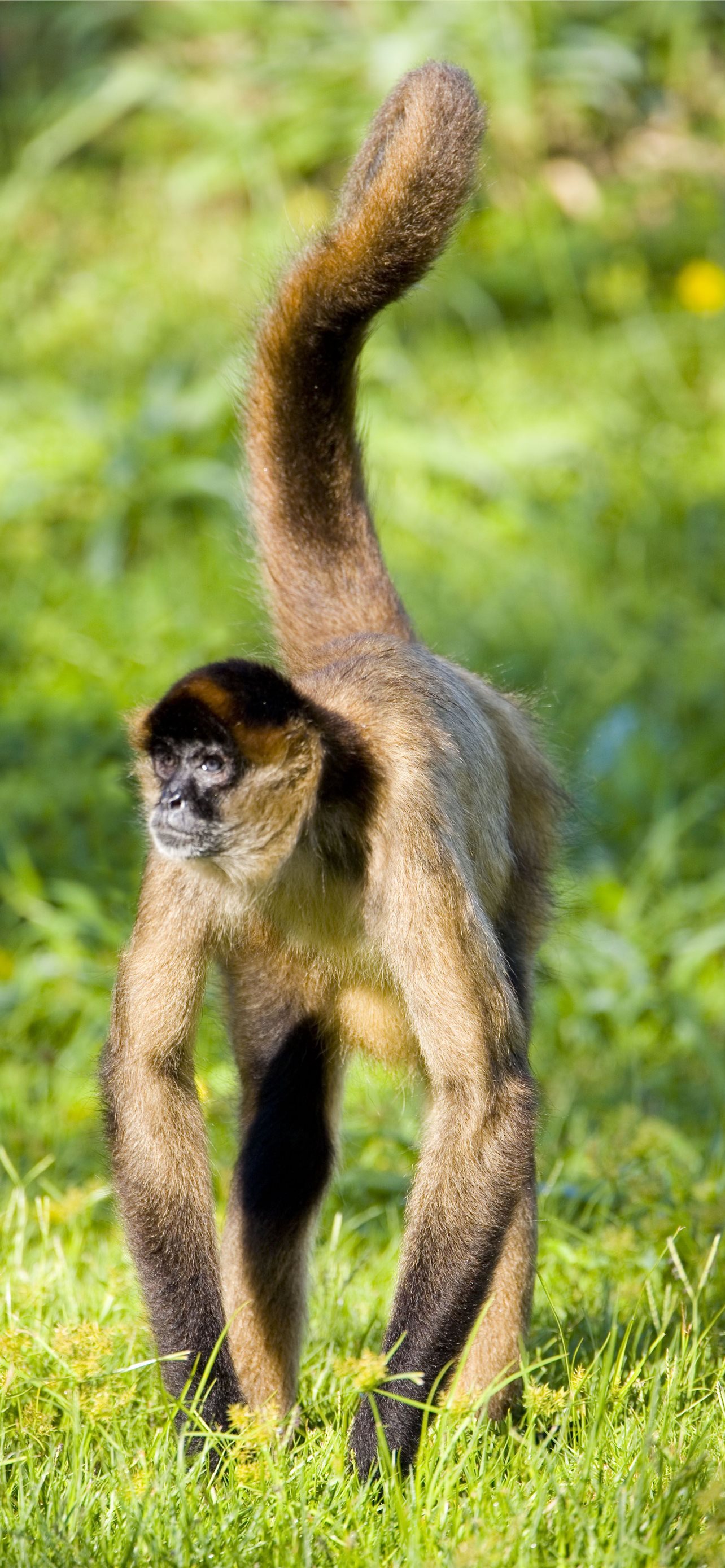 Gibbon Wallpapers