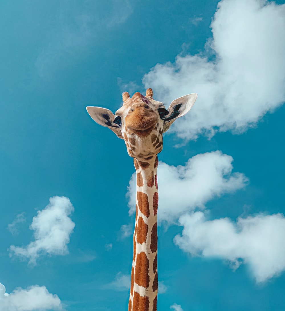 Giraffe Wallpapers