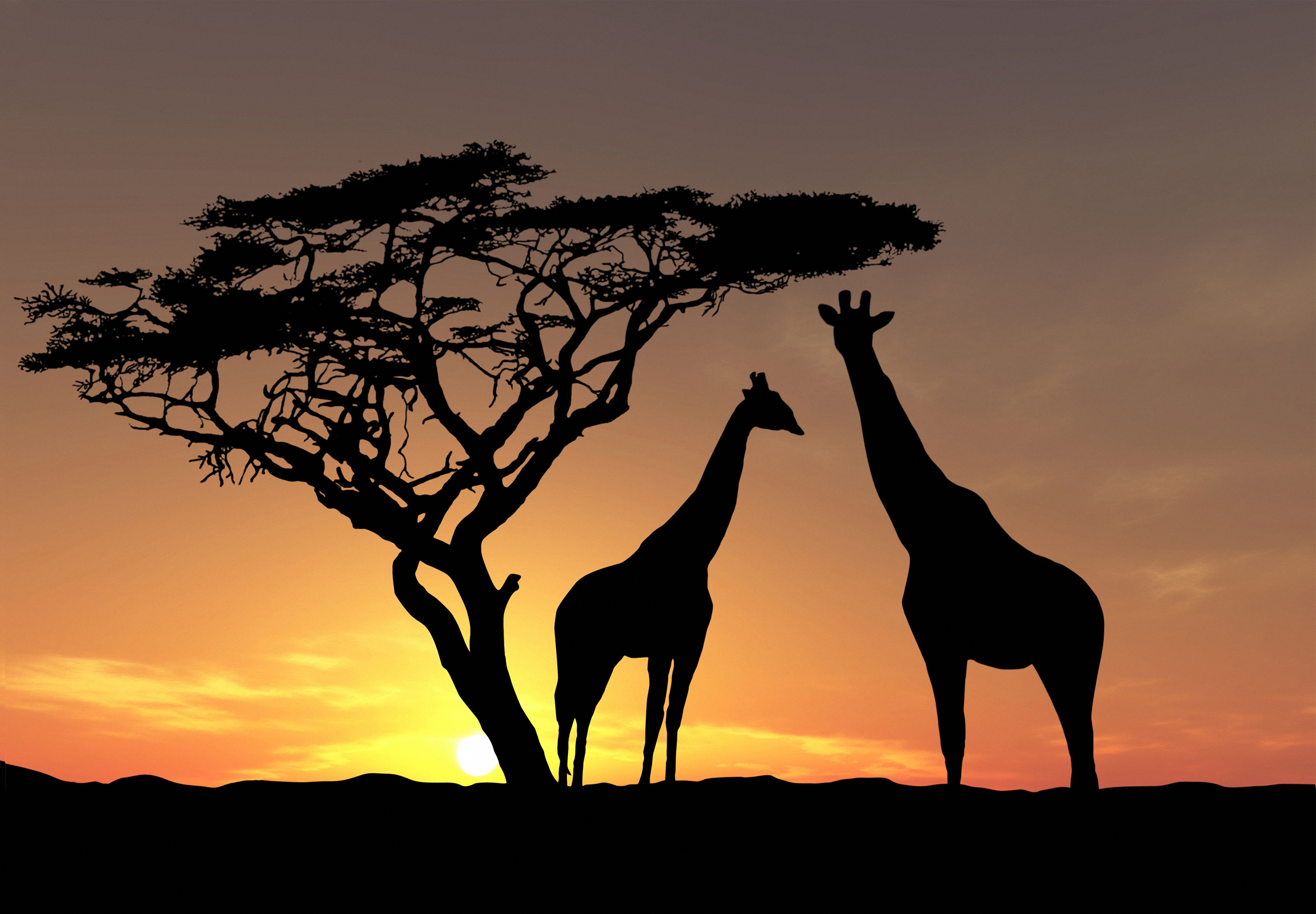 Giraffe Wallpapers