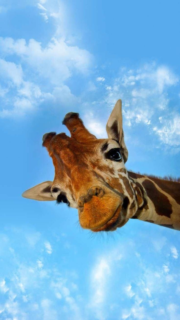 Giraffe Wallpapers