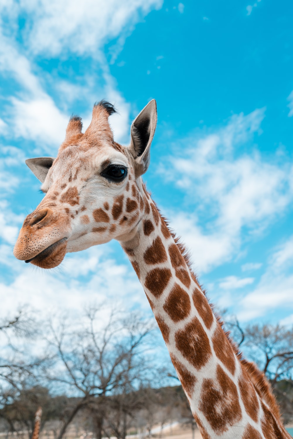 Giraffe Wallpapers