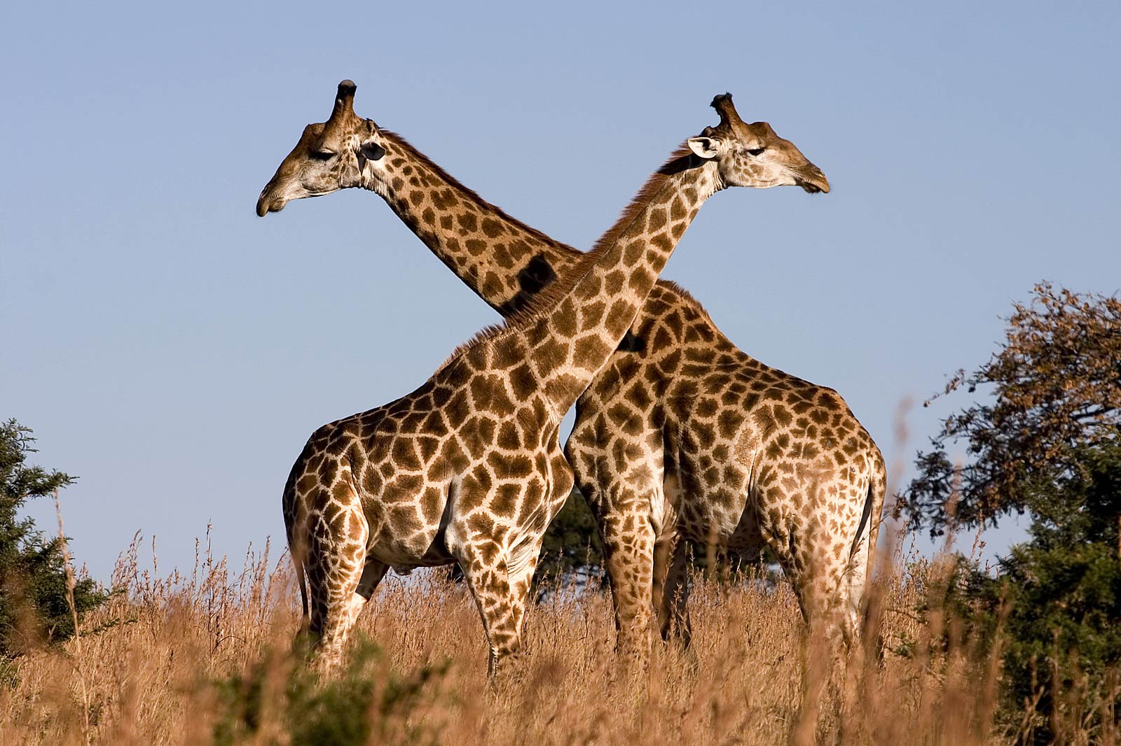 Giraffe Wallpapers