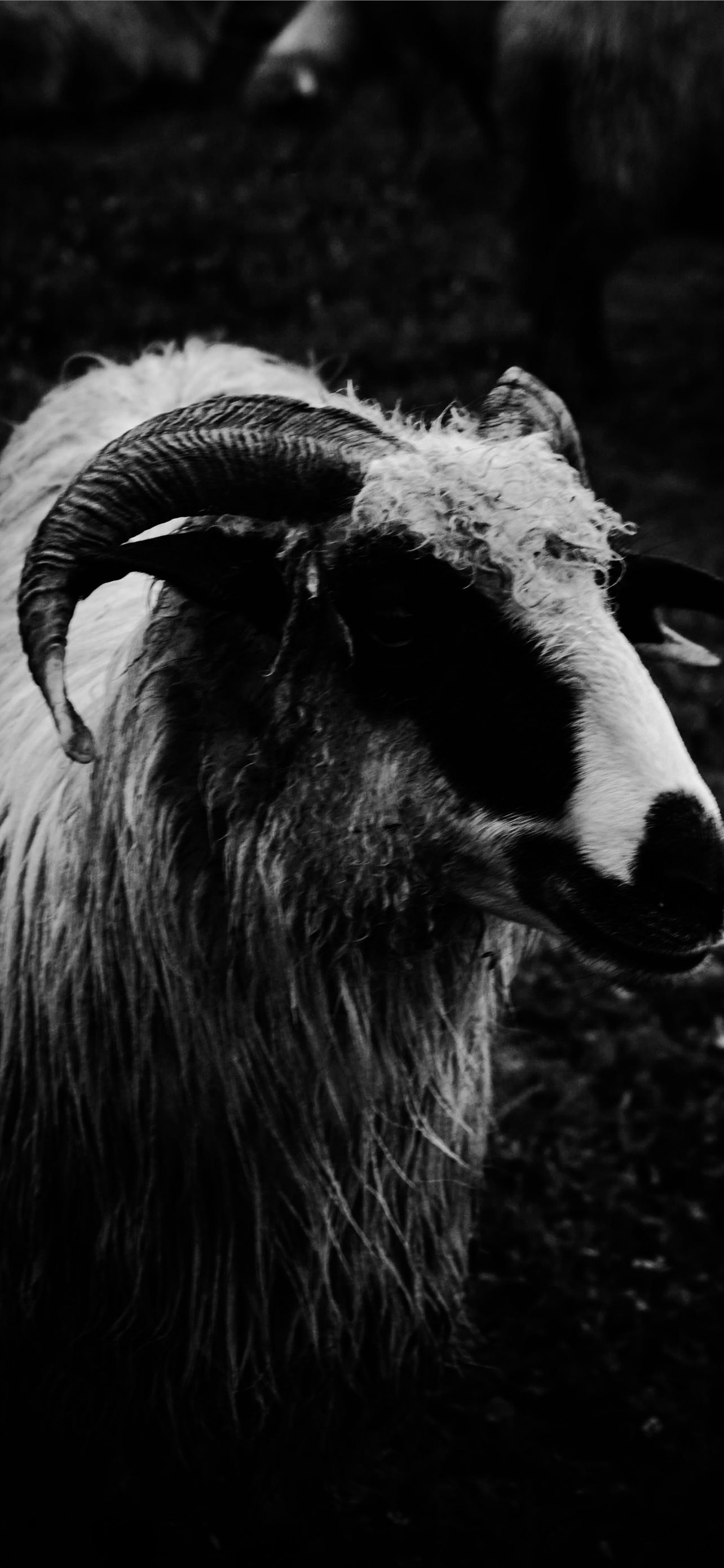 Goat Wallpapers